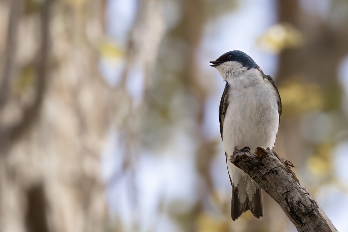 Tree Swallow - ML619030878