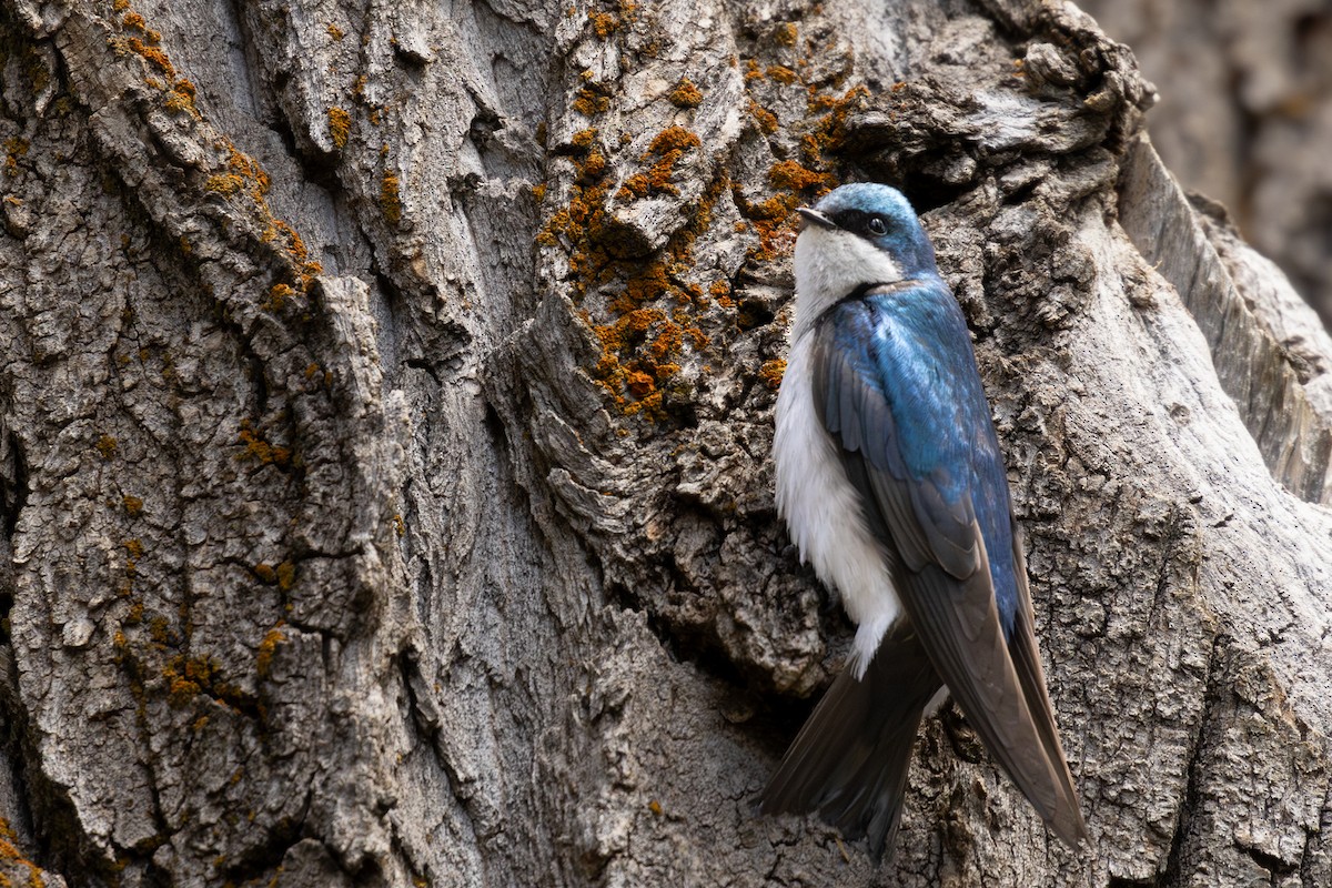 Tree Swallow - Roger Kohn