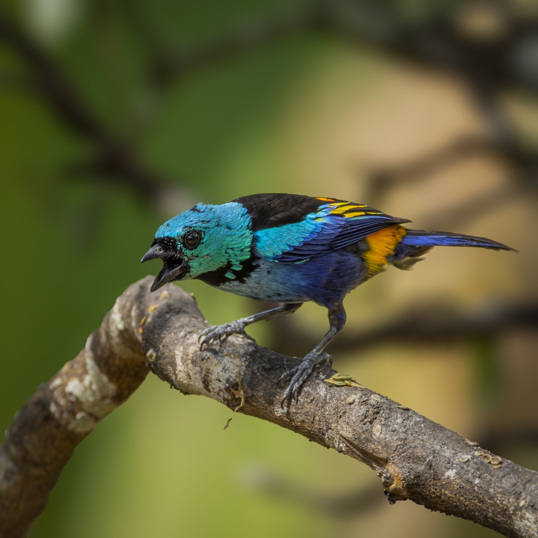 Seven-colored Tanager - Caio Osoegawa