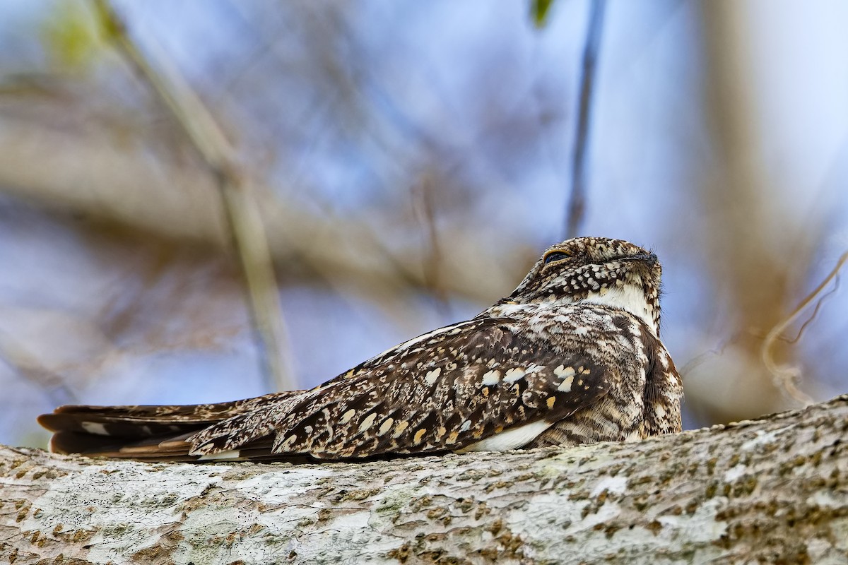 Lesser Nighthawk - ML619030889