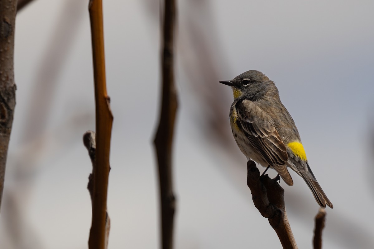 Yellow-rumped Warbler - ML619030891