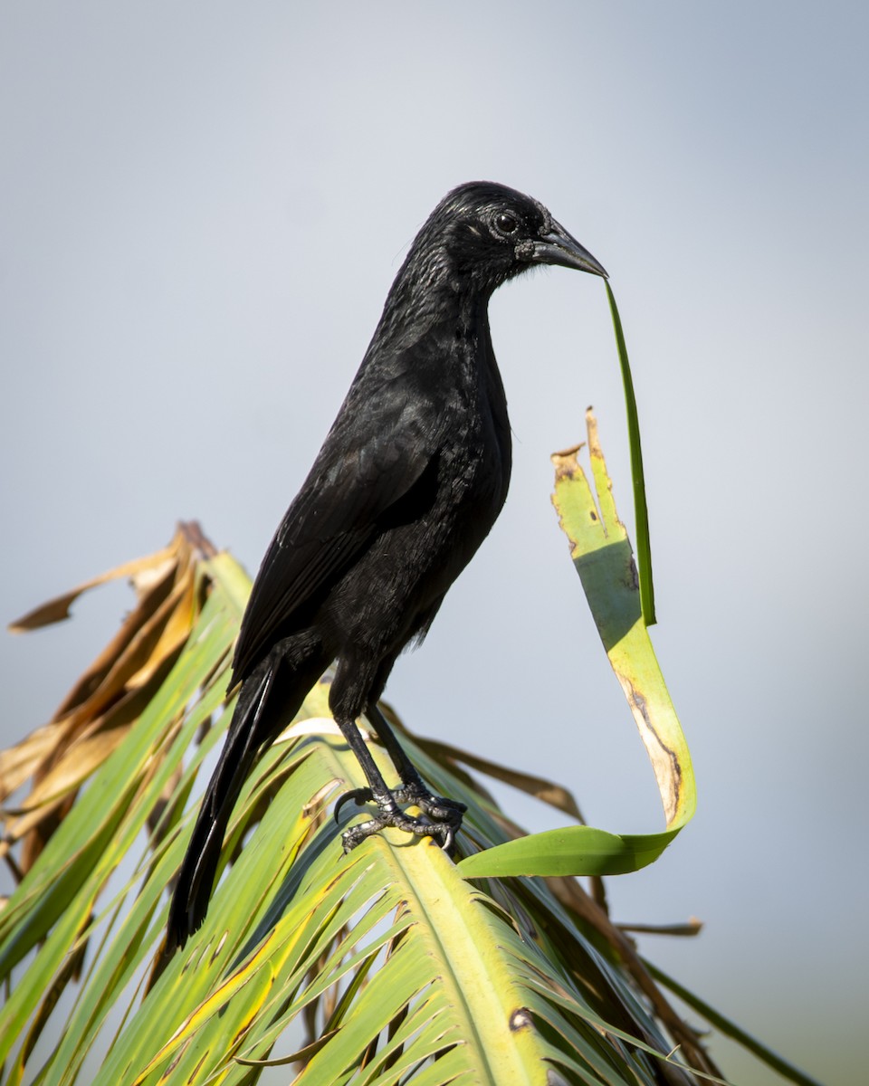 Forbes's Blackbird - ML619030893