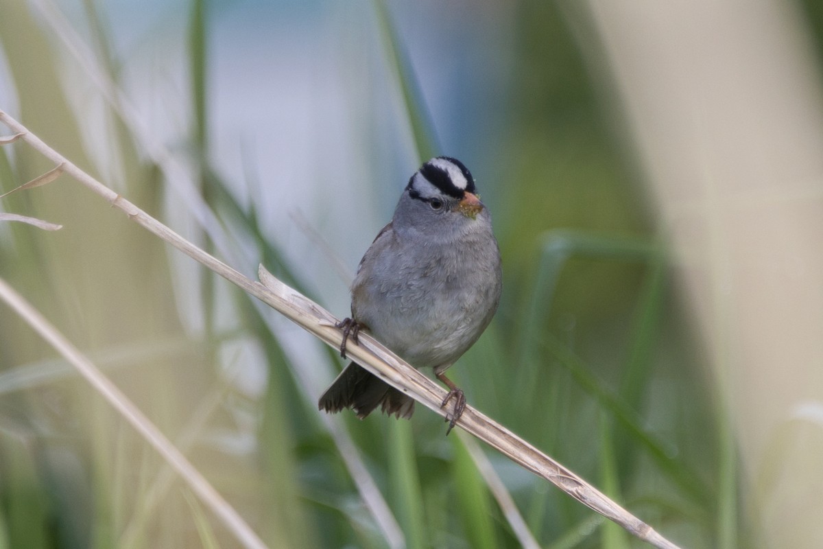 White-crowned Sparrow - Tomas Mazak