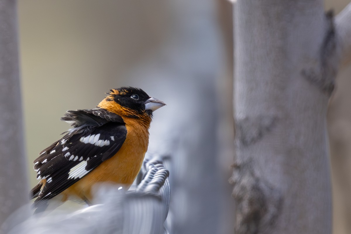 Black-headed Grosbeak - ML619030898