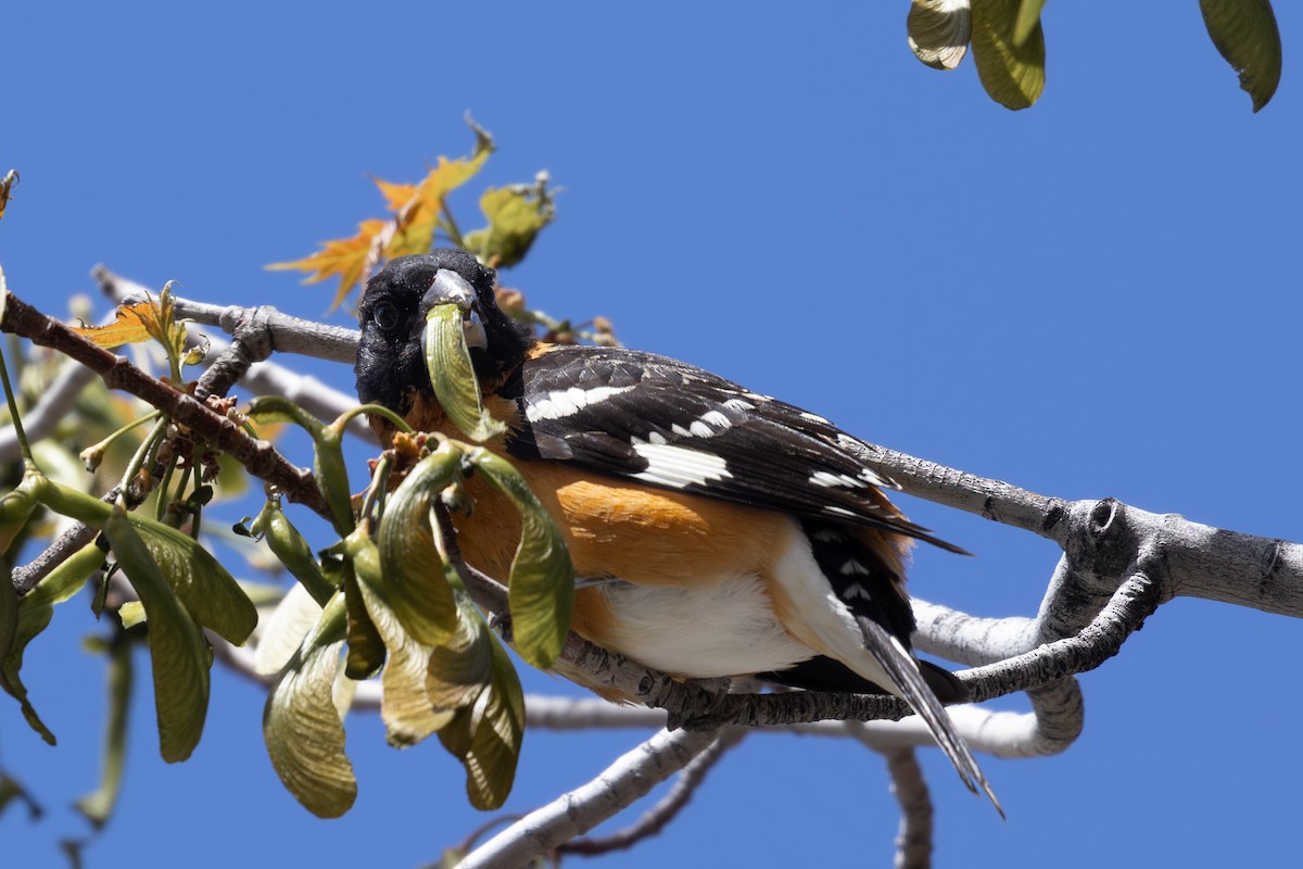 Black-headed Grosbeak - Roger Kohn