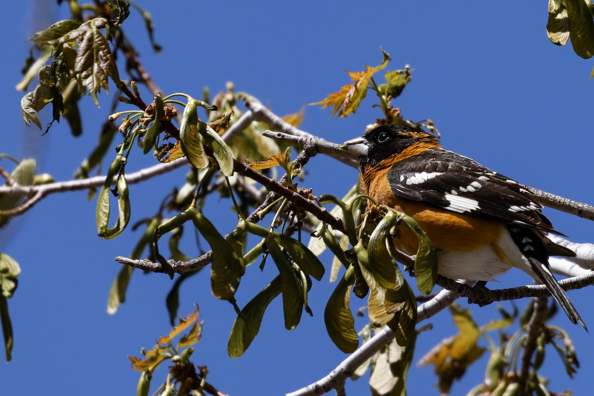 Black-headed Grosbeak - Roger Kohn