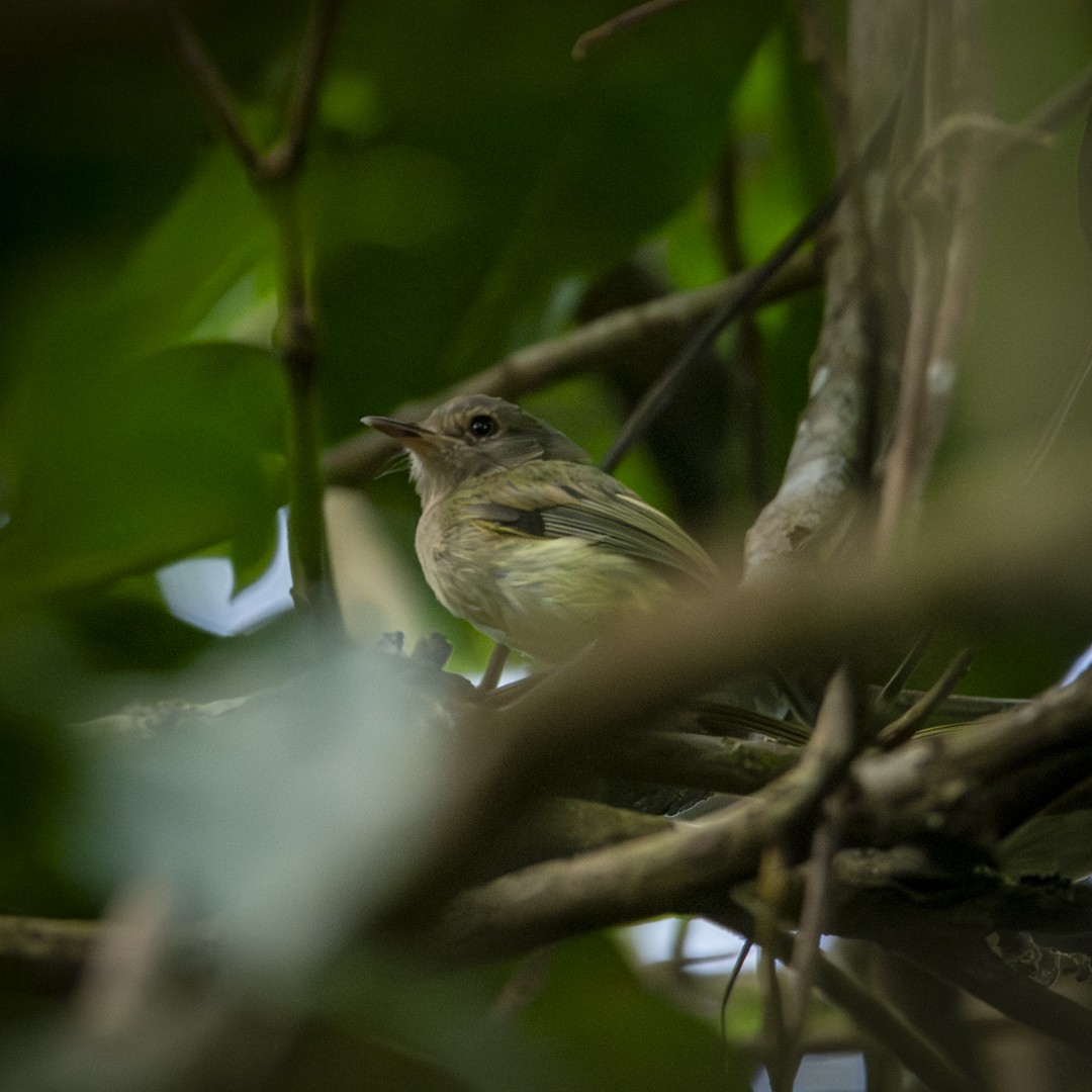 Buff-breasted Tody-Tyrant - ML619030914