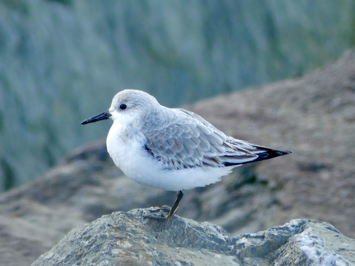 Sanderling - Octave Pajot