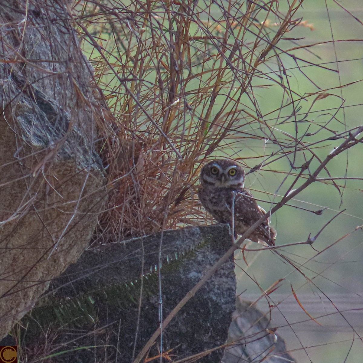 Spotted Owlet - Manjula Desai