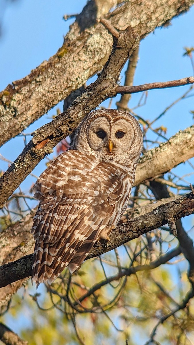 Barred Owl - ML619030947