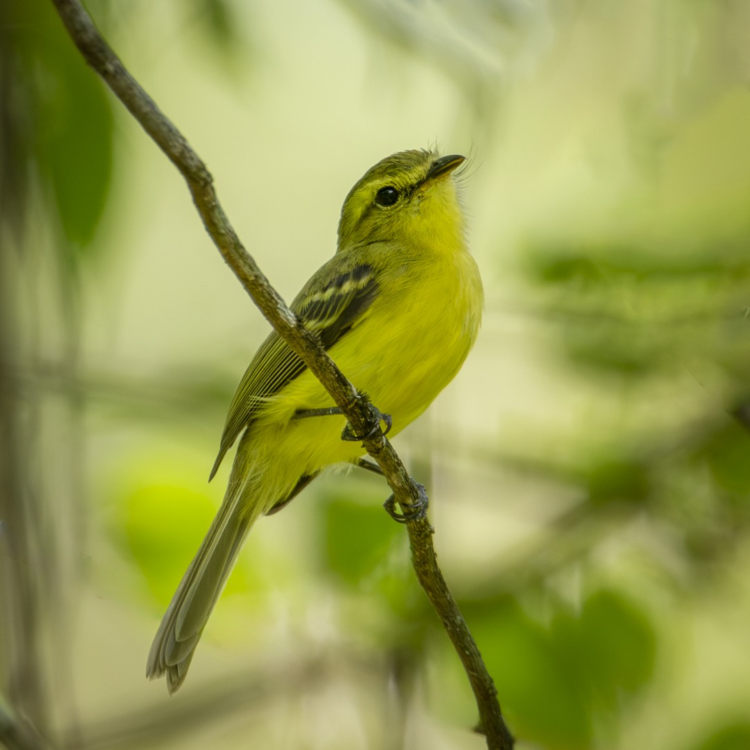 Yellow Tyrannulet - ML619030964