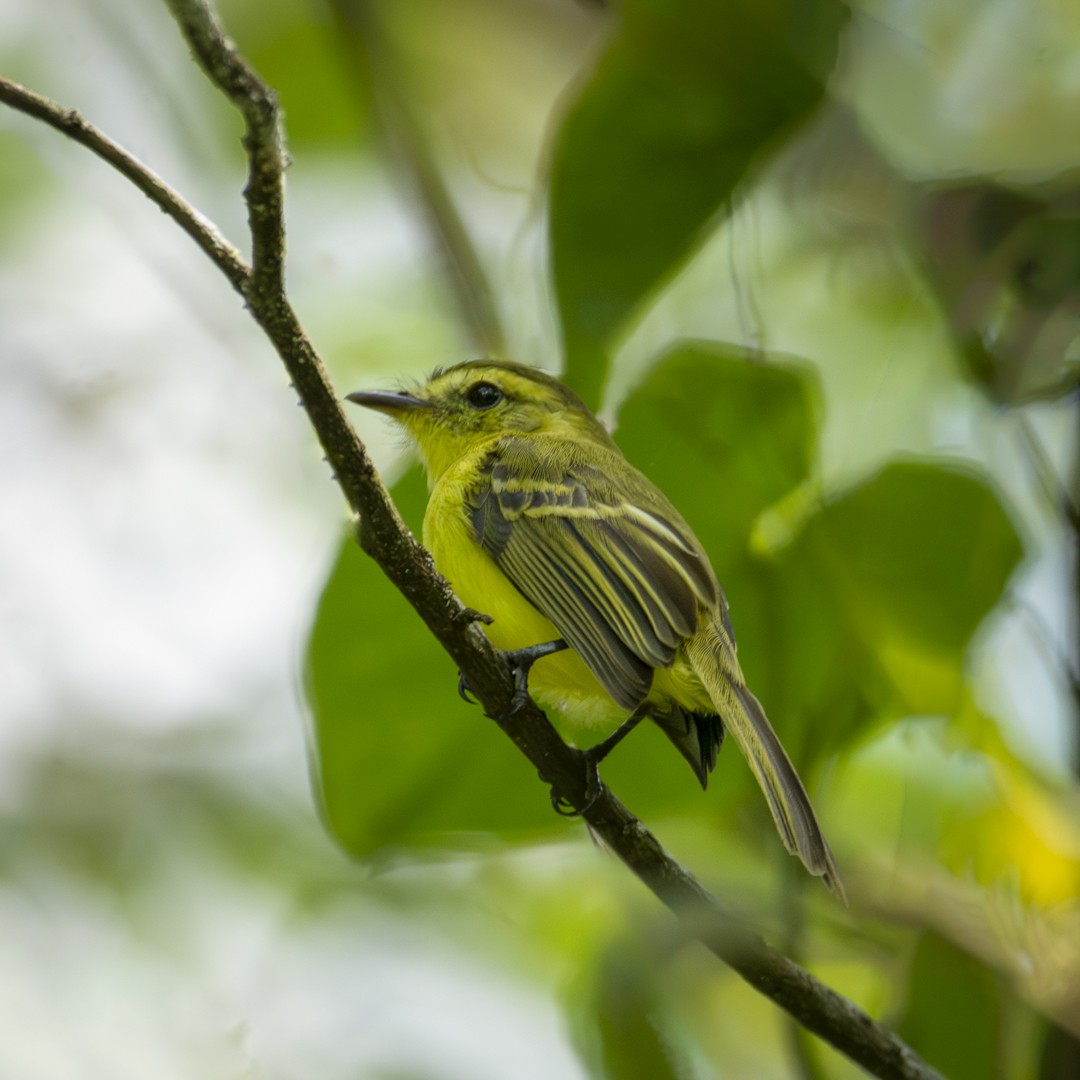 Yellow Tyrannulet - Caio Osoegawa