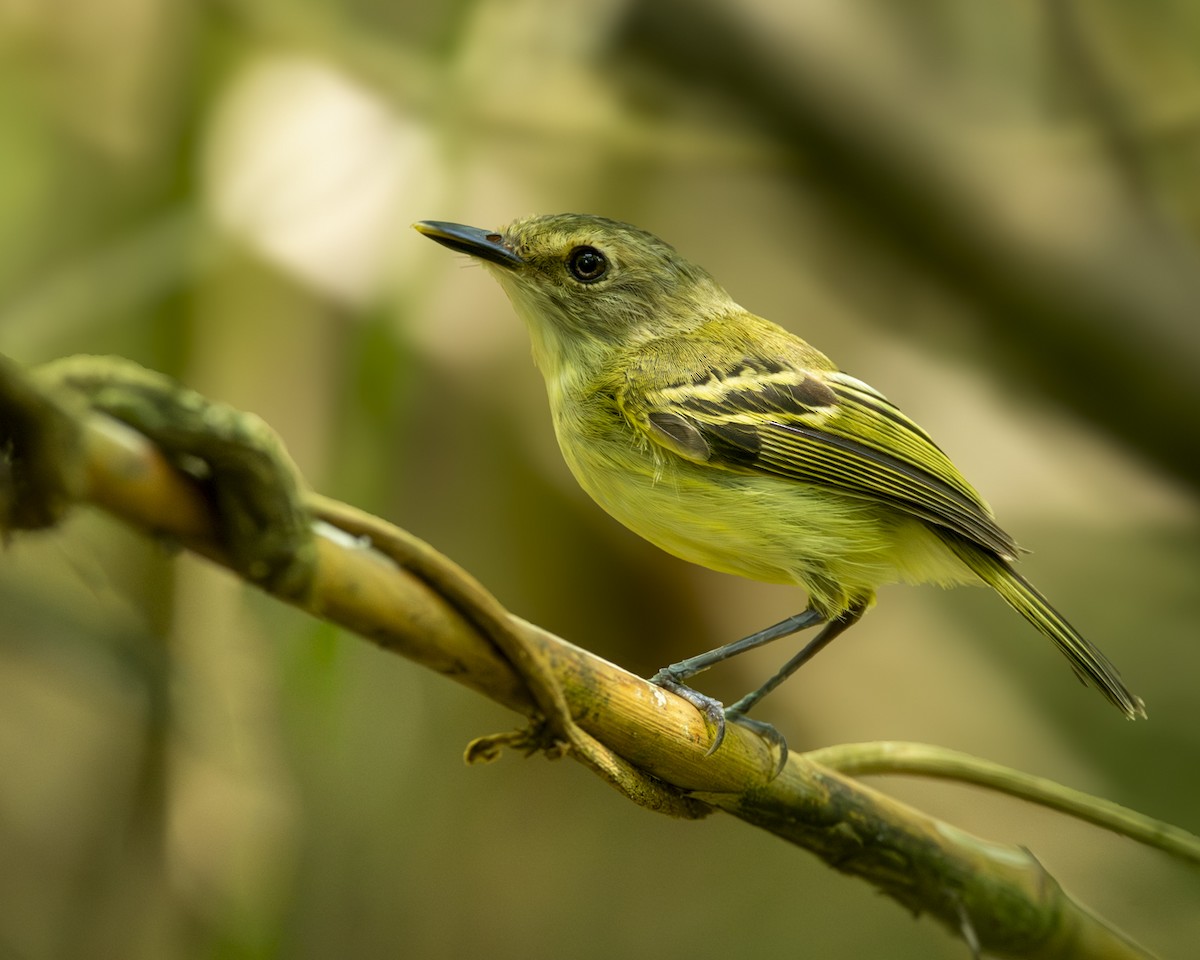 Smoky-fronted Tody-Flycatcher - Caio Osoegawa