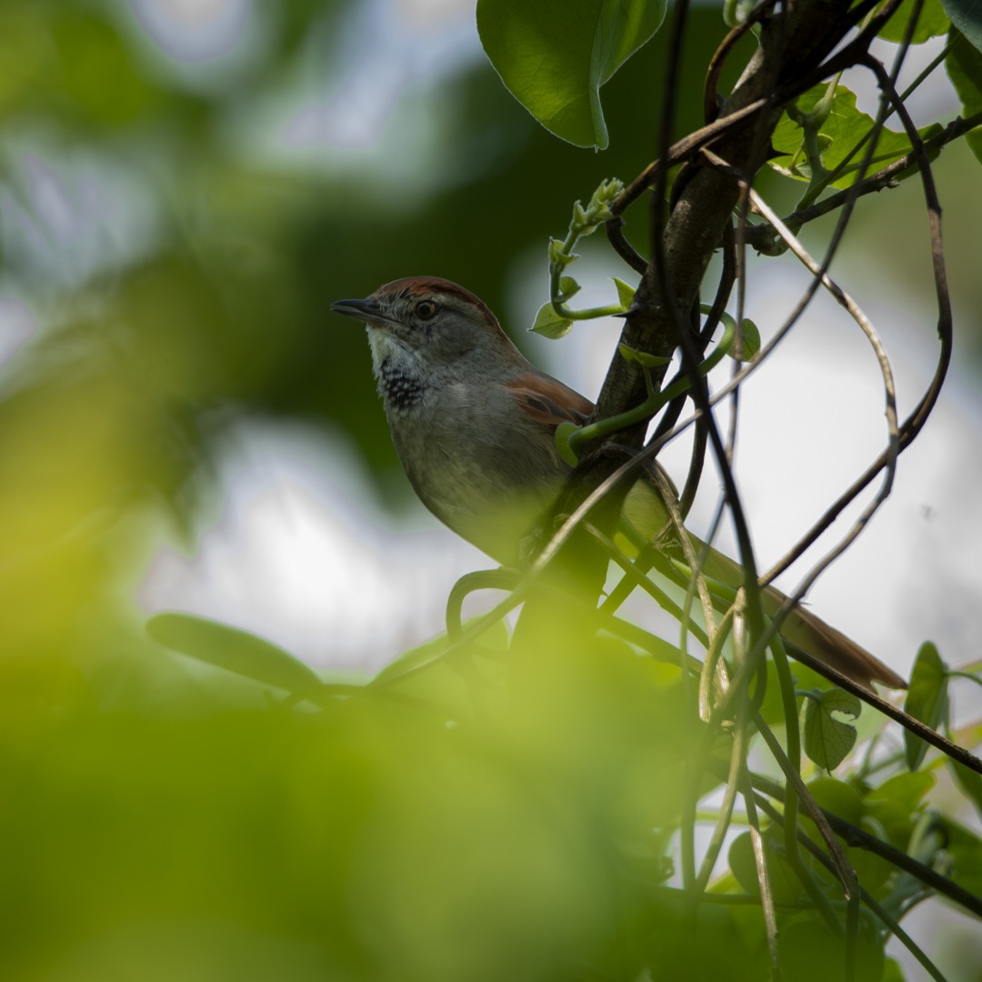 Sooty-fronted Spinetail - Caio Osoegawa