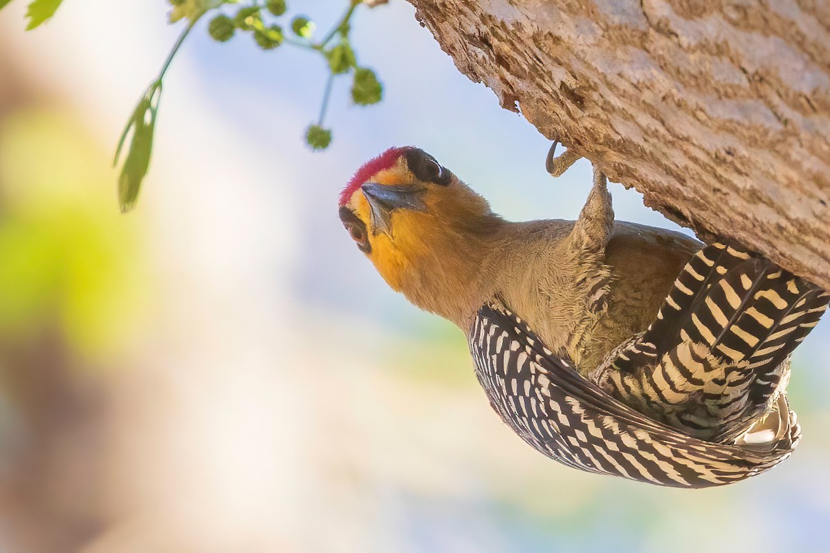 Golden-cheeked Woodpecker - Fred Hochstaedter