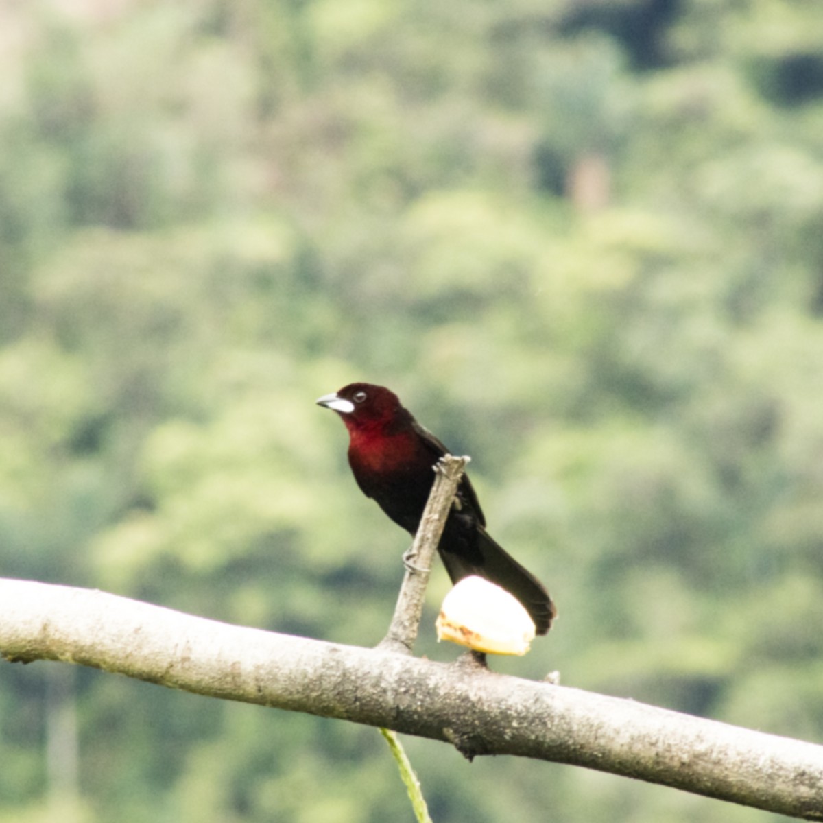Silver-beaked Tanager - Renny Gamarra
