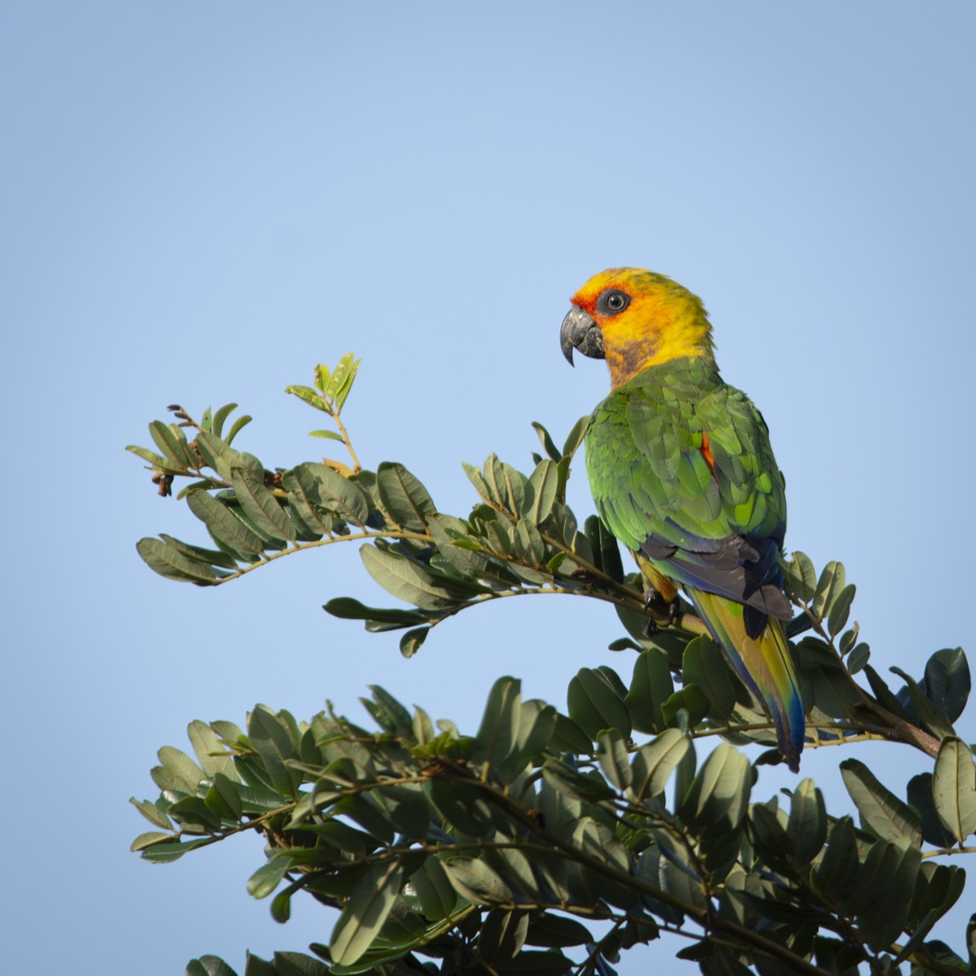 Jandaya Parakeet - Caio Osoegawa