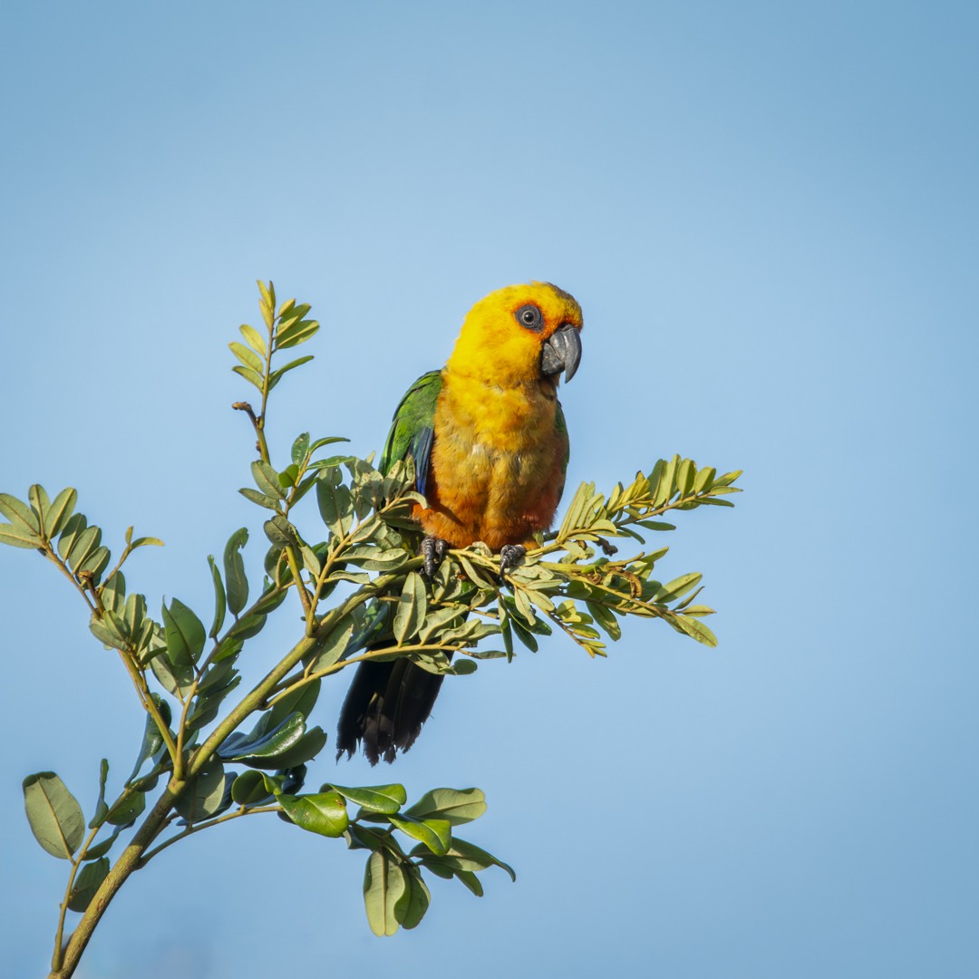 Jandaya Parakeet - Caio Osoegawa