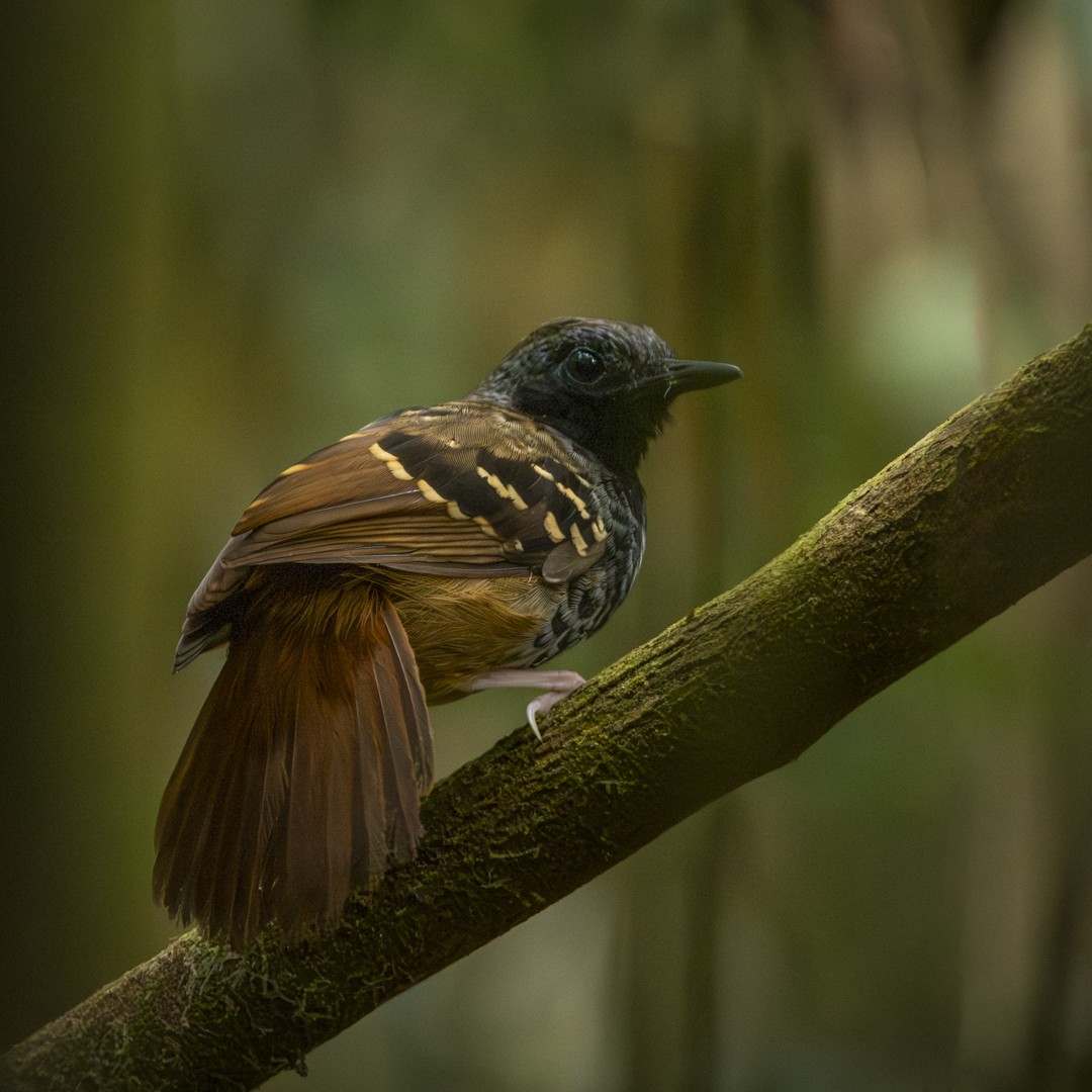 Scalloped Antbird - ML619031008