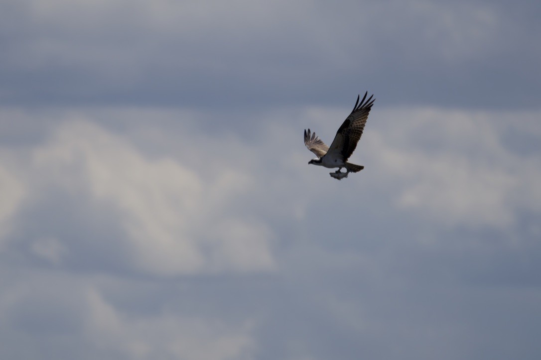 Osprey - Sean Gallagher