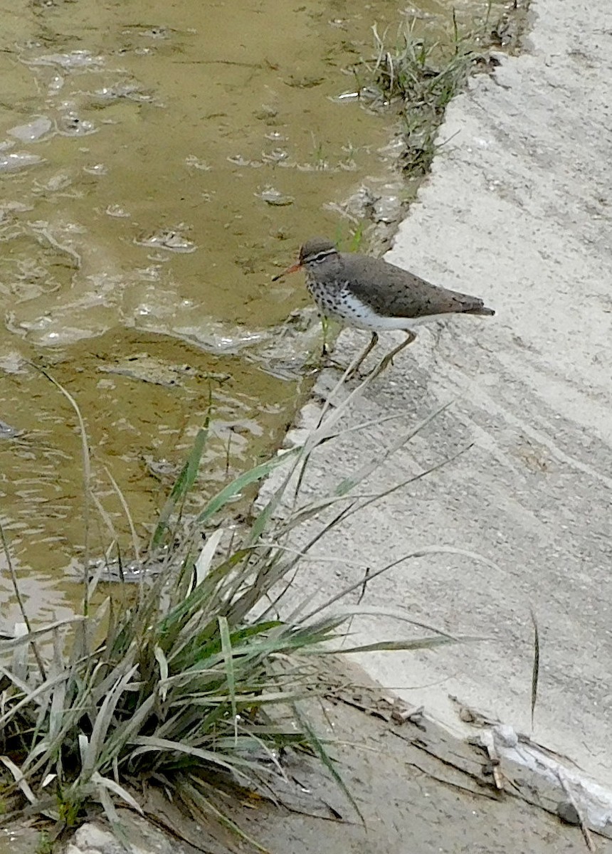 Spotted Sandpiper - Lee Gray