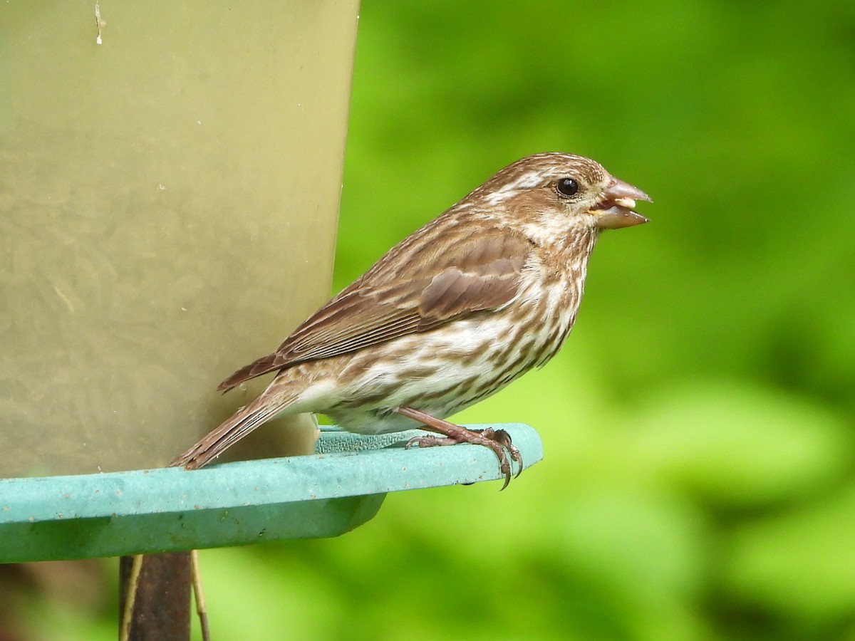 Purple Finch - Bob Lane