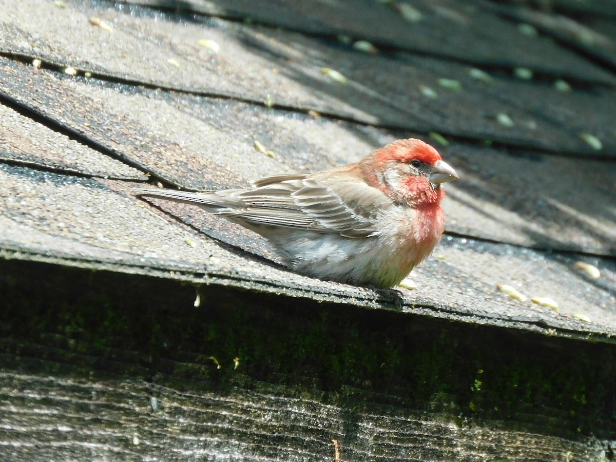 House Finch - Bob Lane