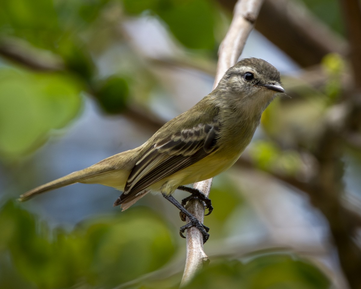 Planalto Tyrannulet - Caio Osoegawa