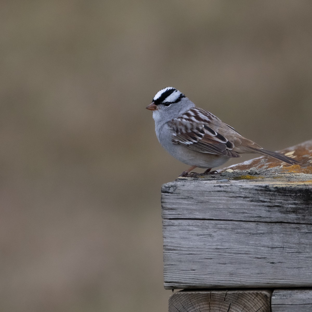 White-crowned Sparrow - Christine Pelletier et (Claude St-Pierre , photos)