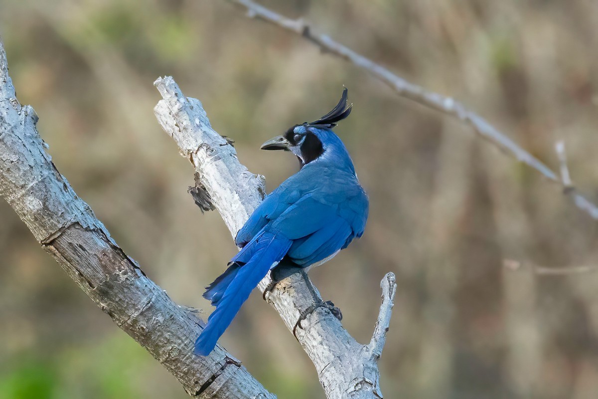 Black-throated Magpie-Jay - Fred Hochstaedter
