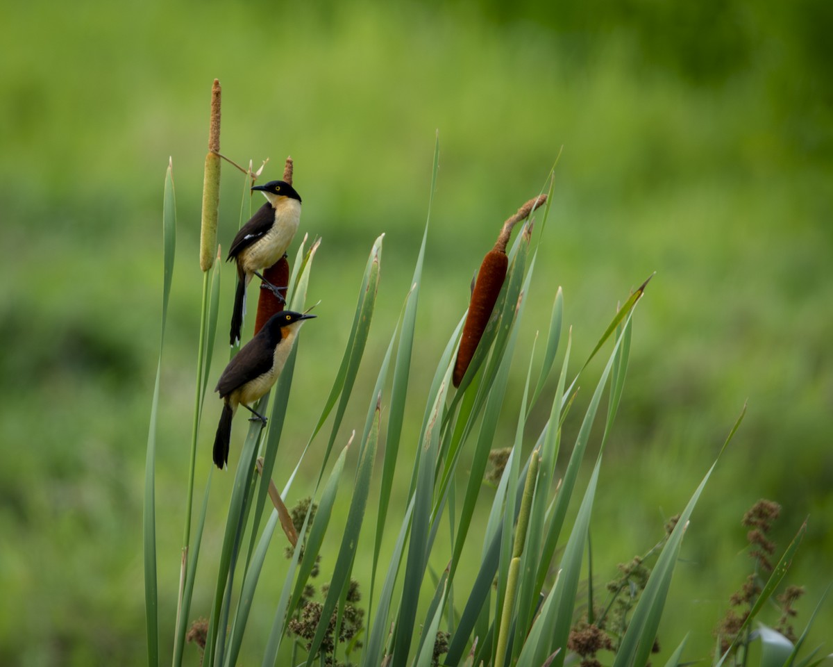 Black-capped Donacobius - ML619031060