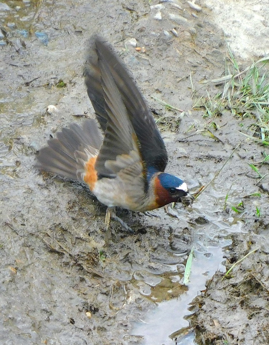 Cliff Swallow - ML619031078