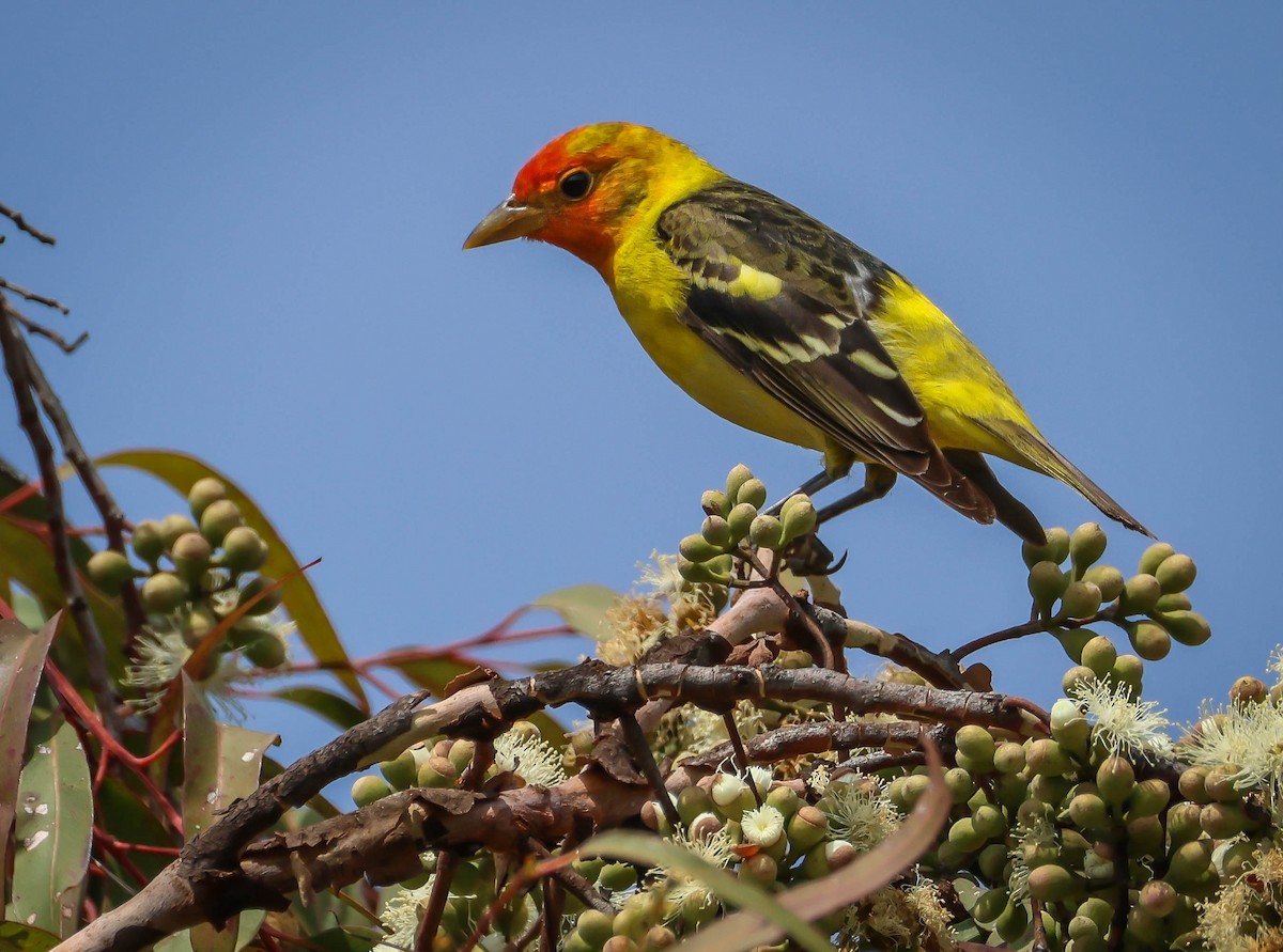 Western Tanager - Kathleen Waldron