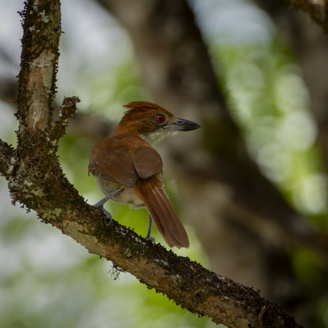 Great Antshrike - ML619031104