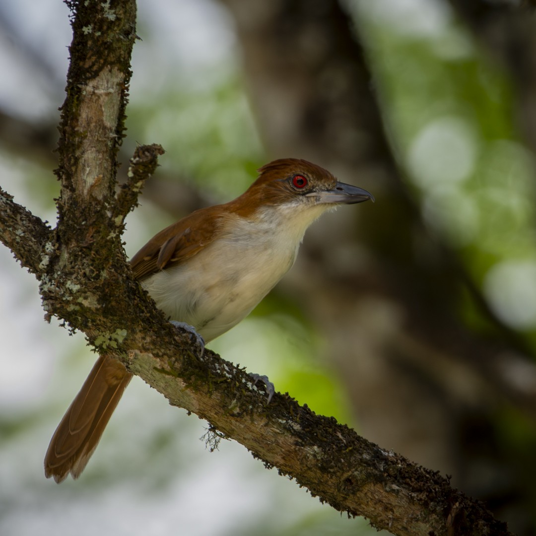 Great Antshrike - ML619031105