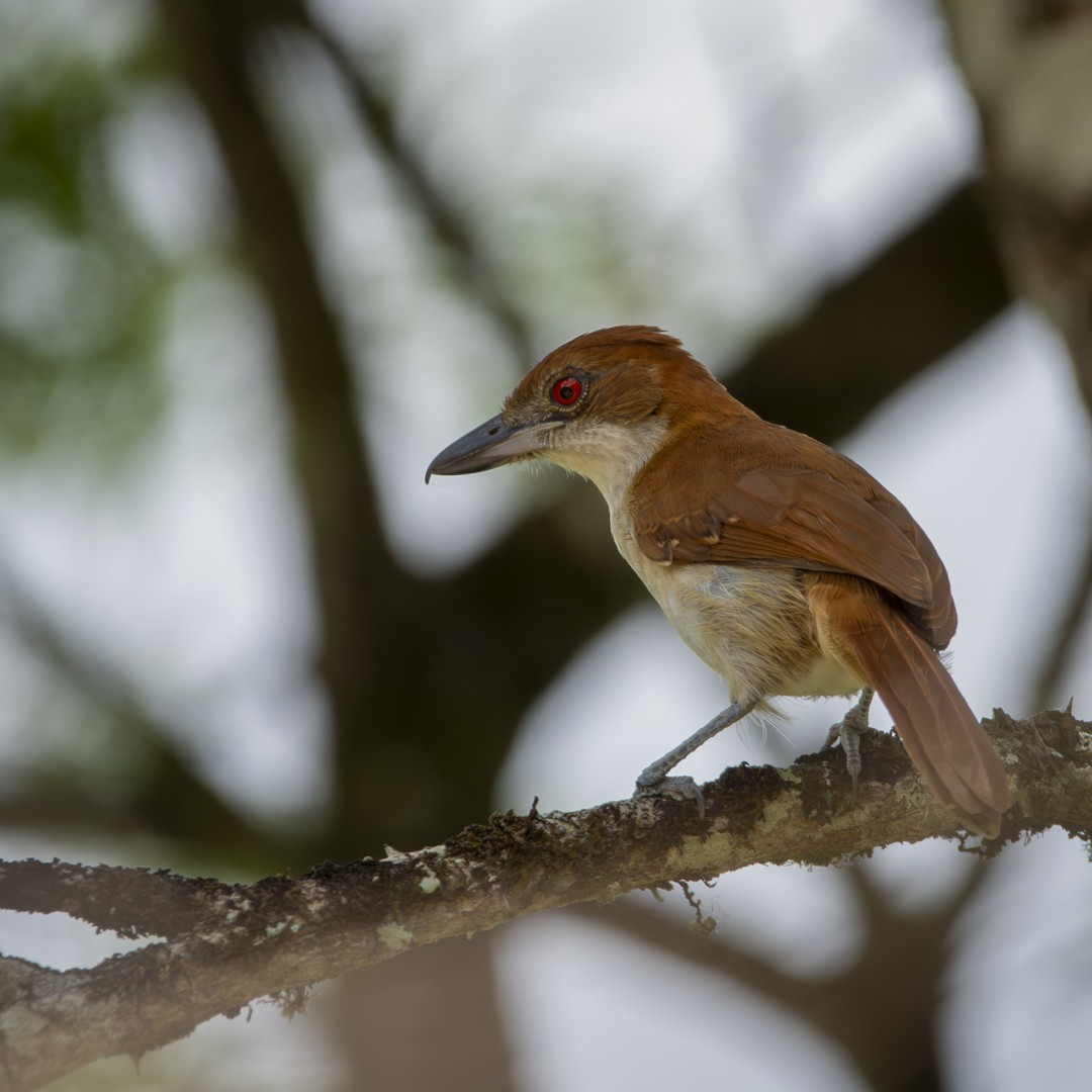 Great Antshrike - ML619031110