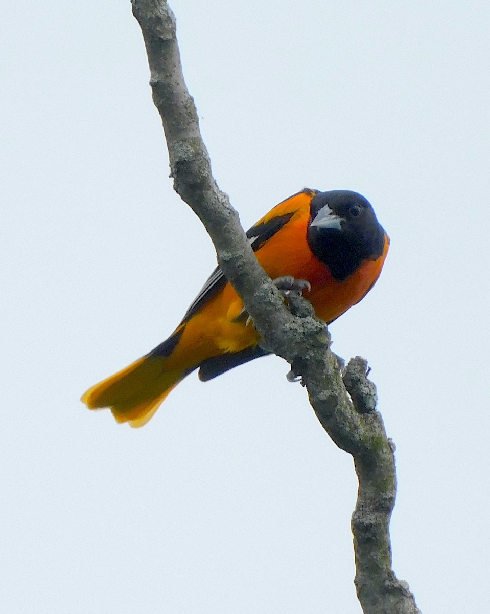 Baltimore Oriole - ML619031119