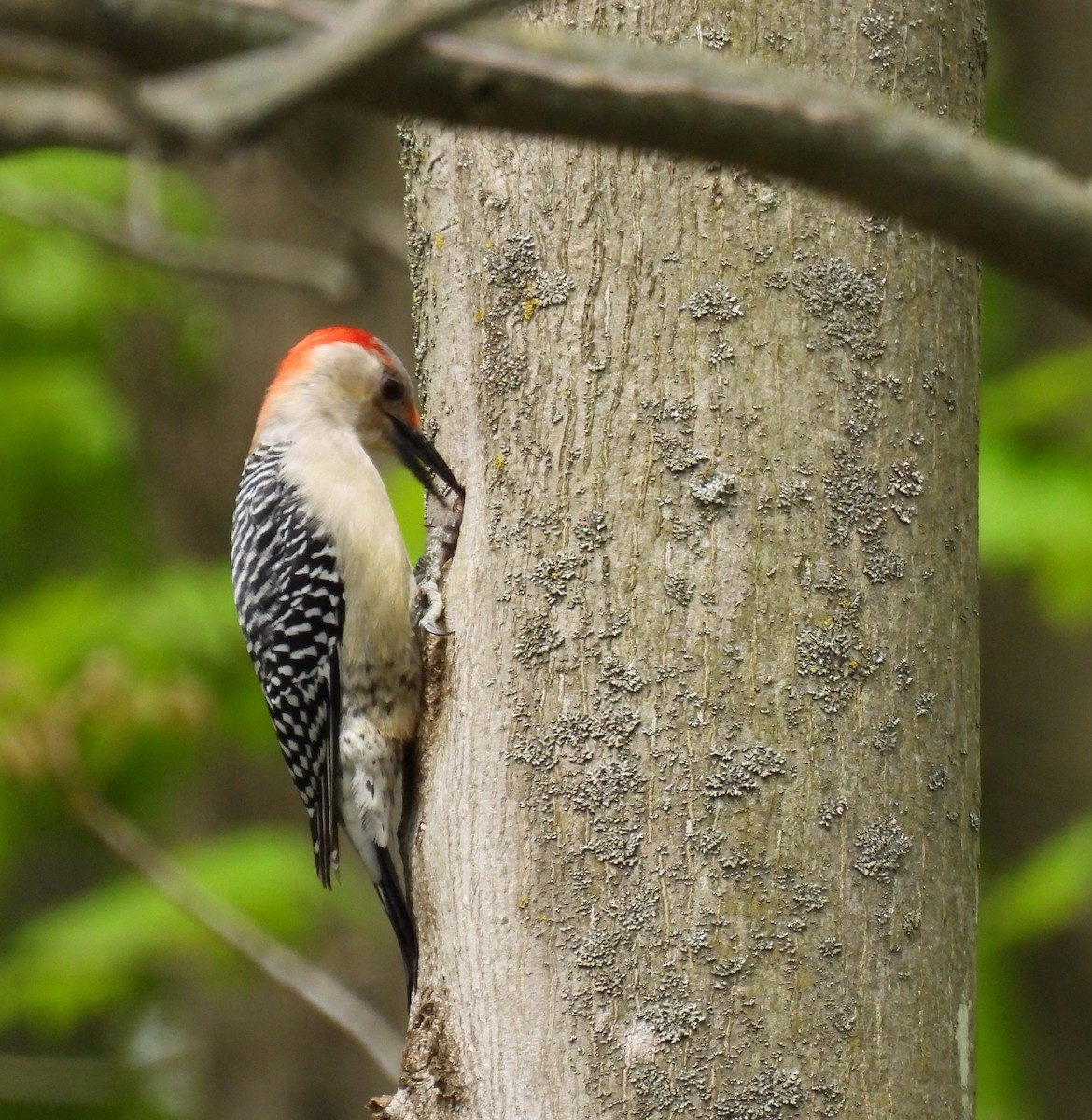 Red-bellied Woodpecker - Nancy Podgorski