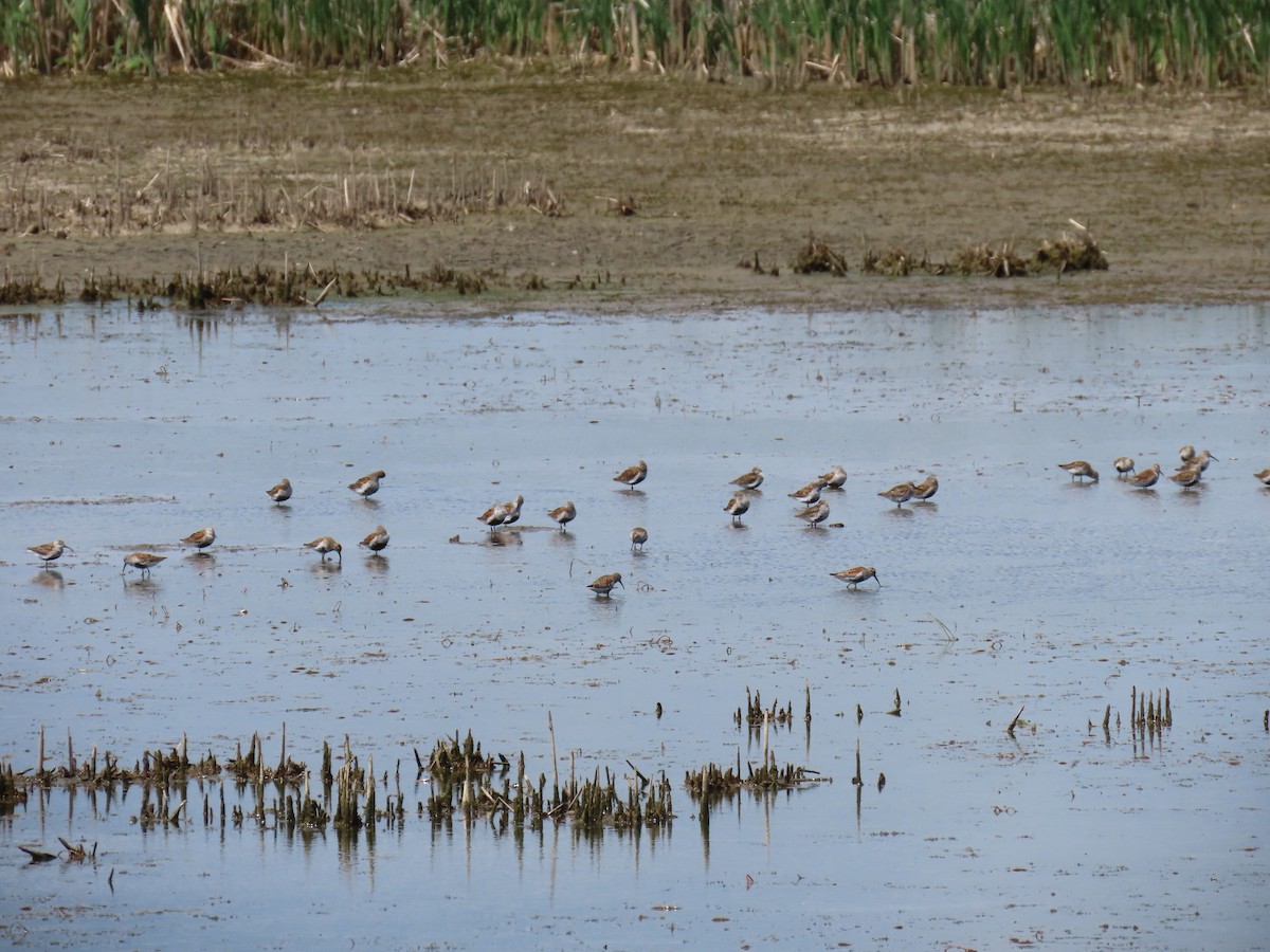 Dunlin - ML619031137