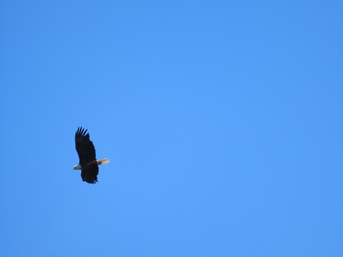 Bald Eagle - ML619031163