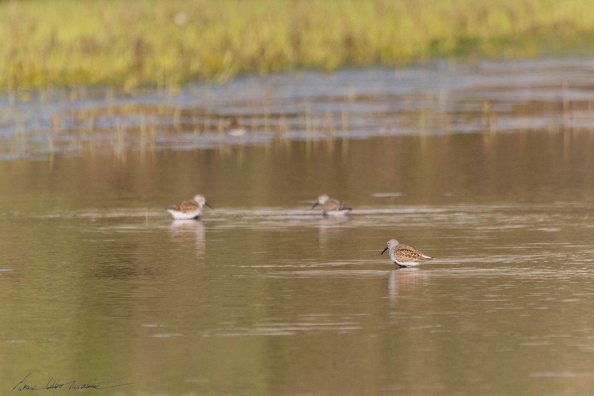 Dunlin - Patrick Colbert Muetterties