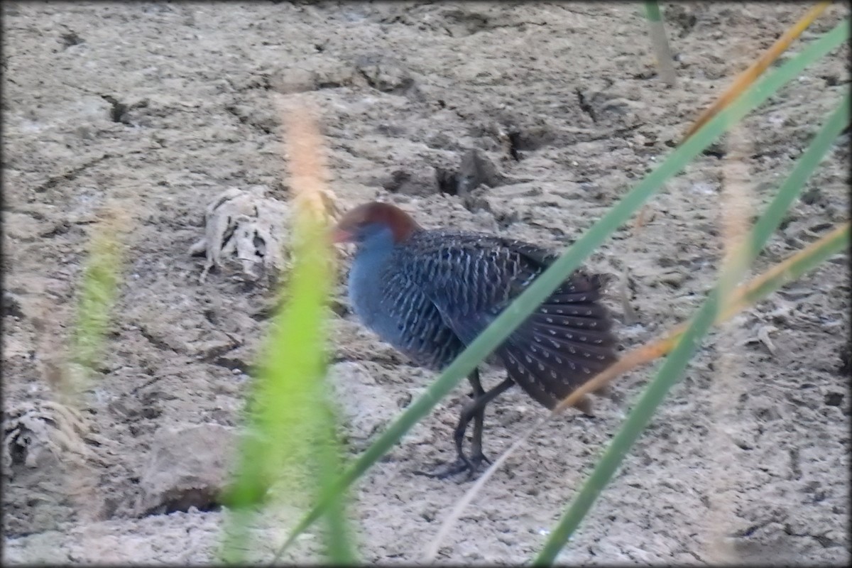 Slaty-breasted Rail - ML619031228