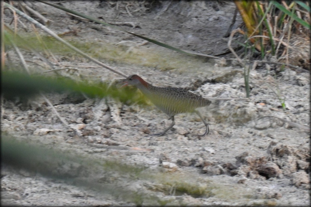 Slaty-breasted Rail - ML619031229