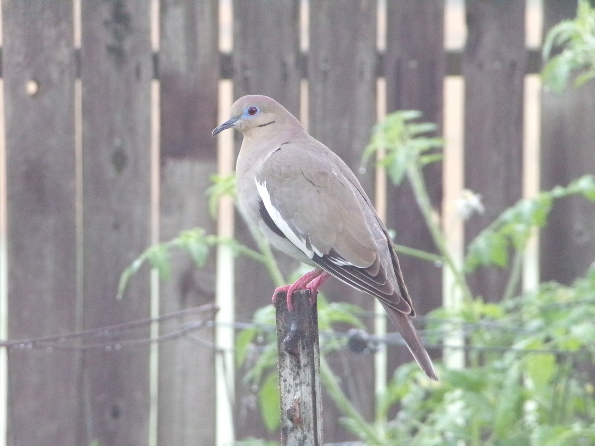 White-winged Dove - Texas Bird Family