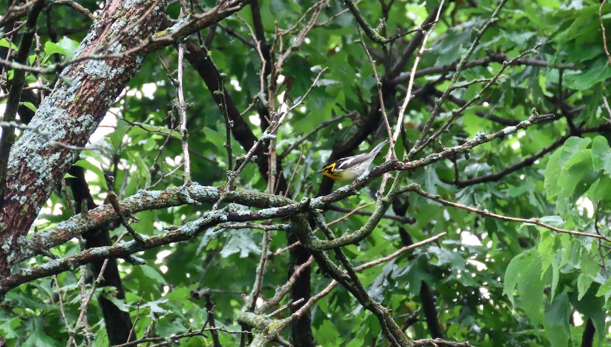 Blackburnian Warbler - Terry Swope