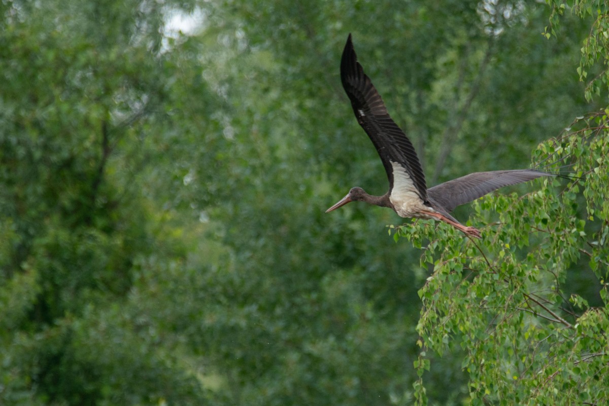 Black Stork - Galia Veleva