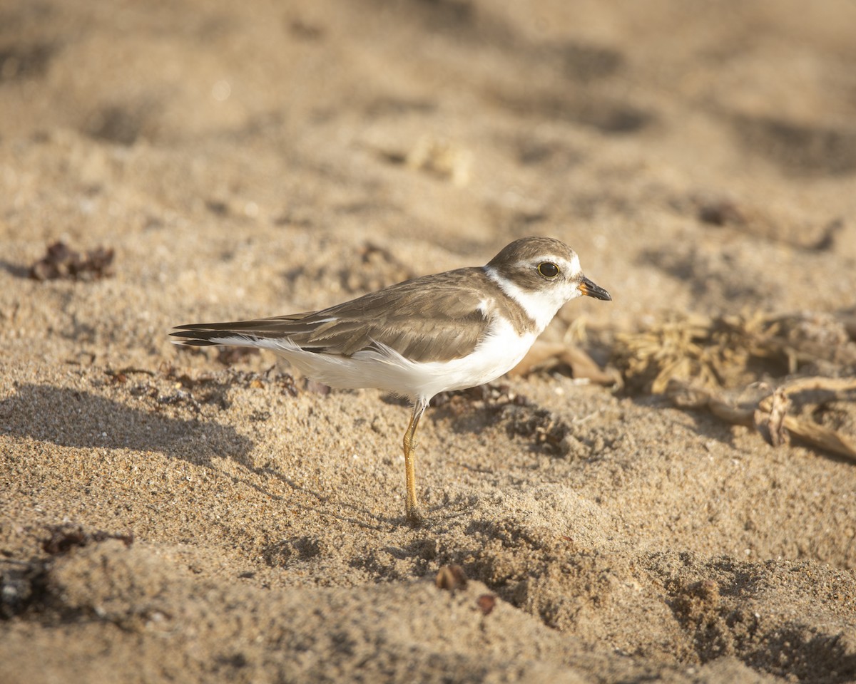 Semipalmated Plover - Caio Osoegawa