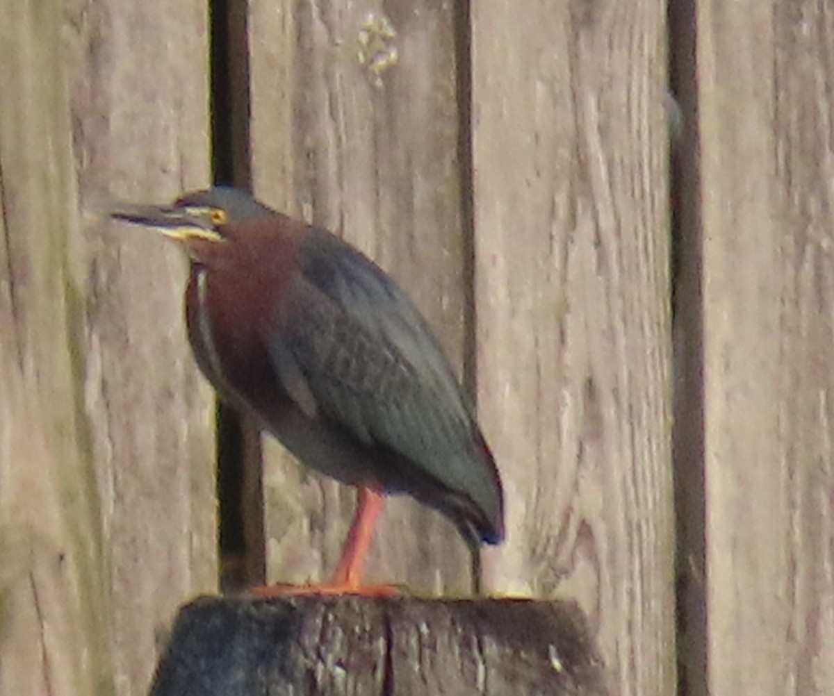 Green Heron - ML619031262