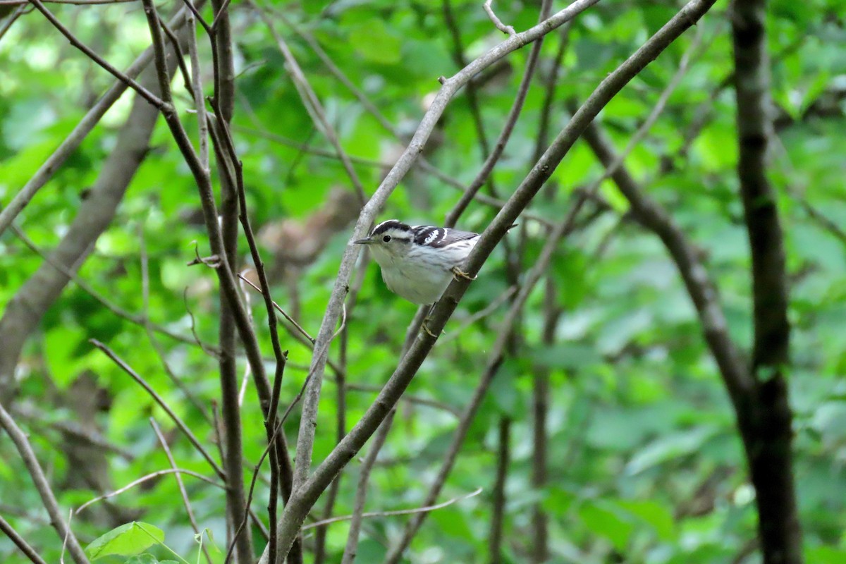 Black-and-white Warbler - Terry Swope