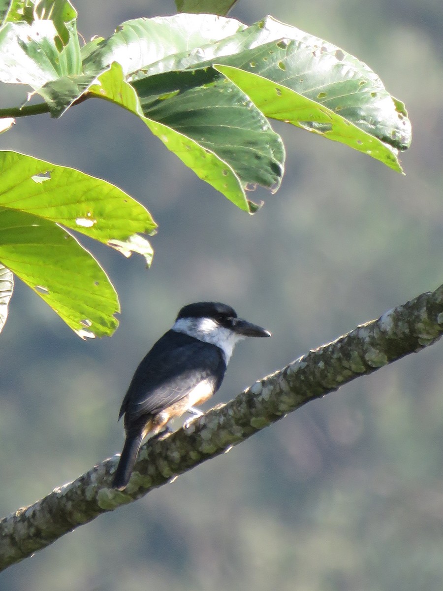 Buff-bellied Puffbird - ML619031286
